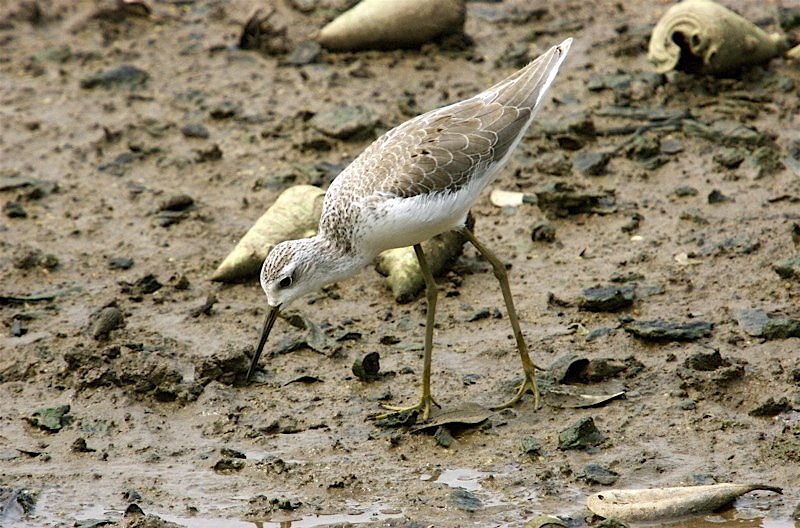 Marsh Sandpiper