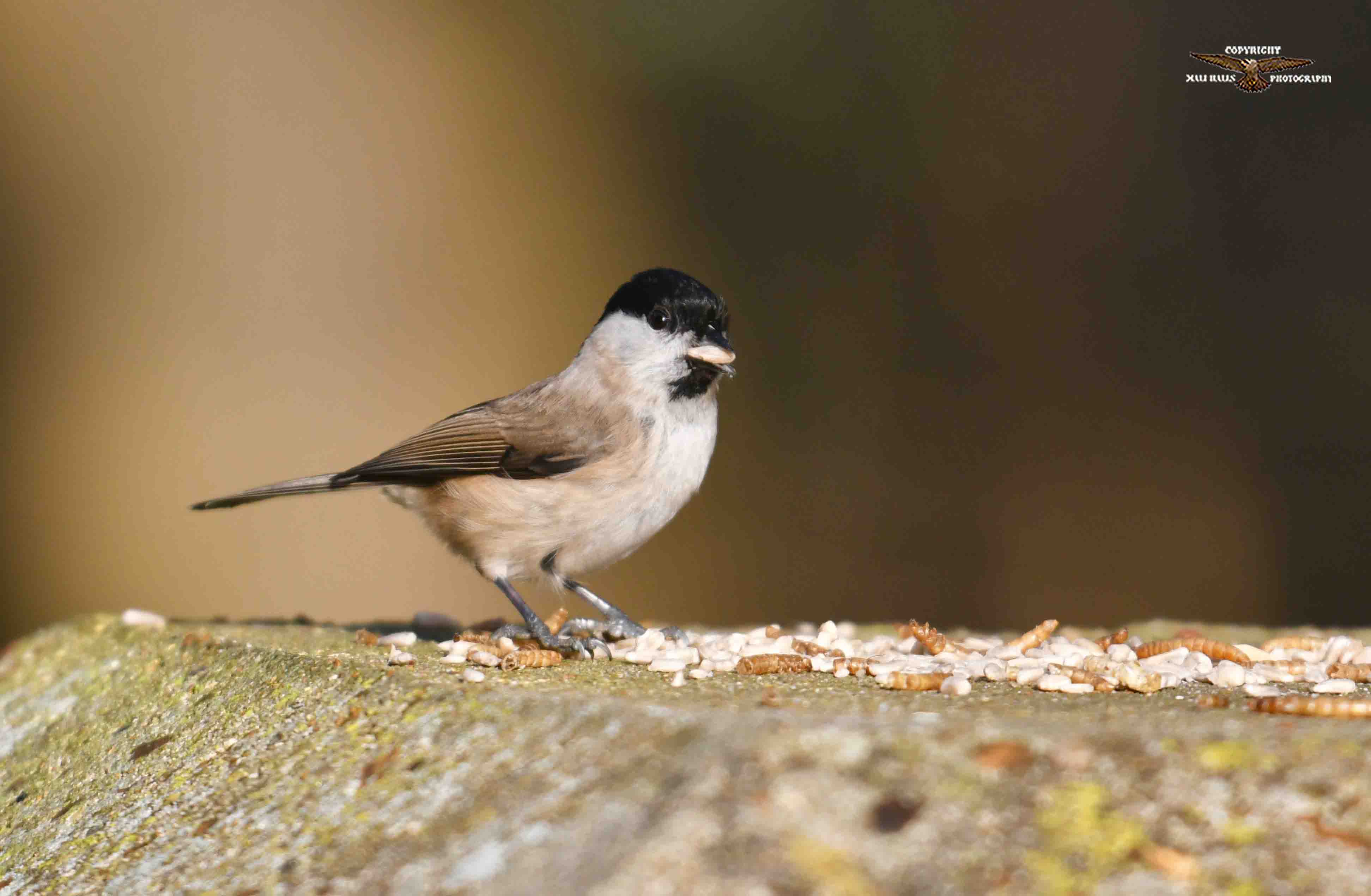 Marsh Tit 0770.jpg