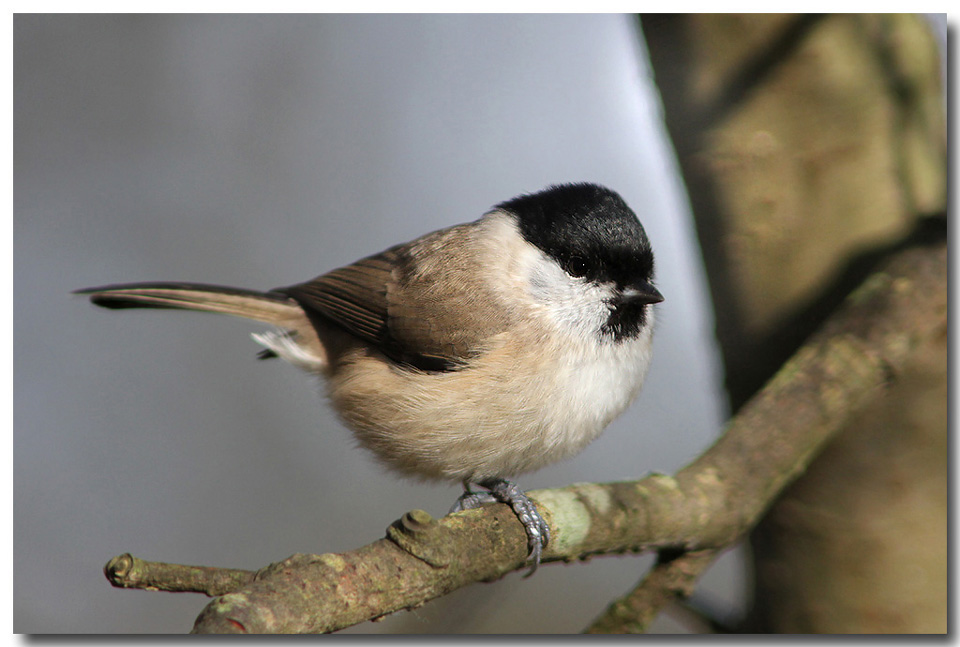 Marsh tit