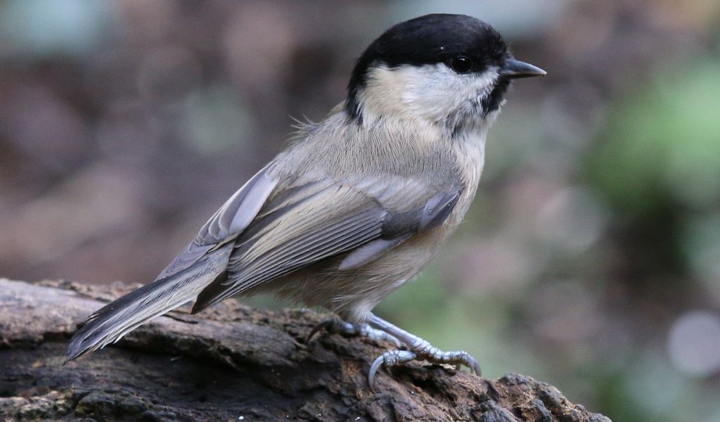 Marsh Tit