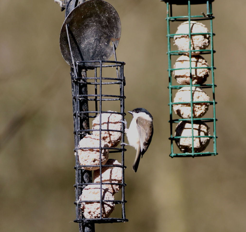 Marsh tit