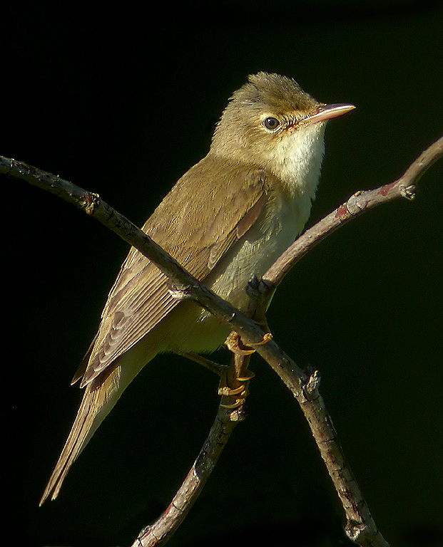 Marsh Warbler