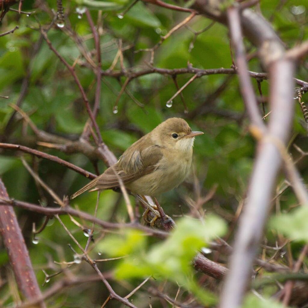 Marsh Warbler