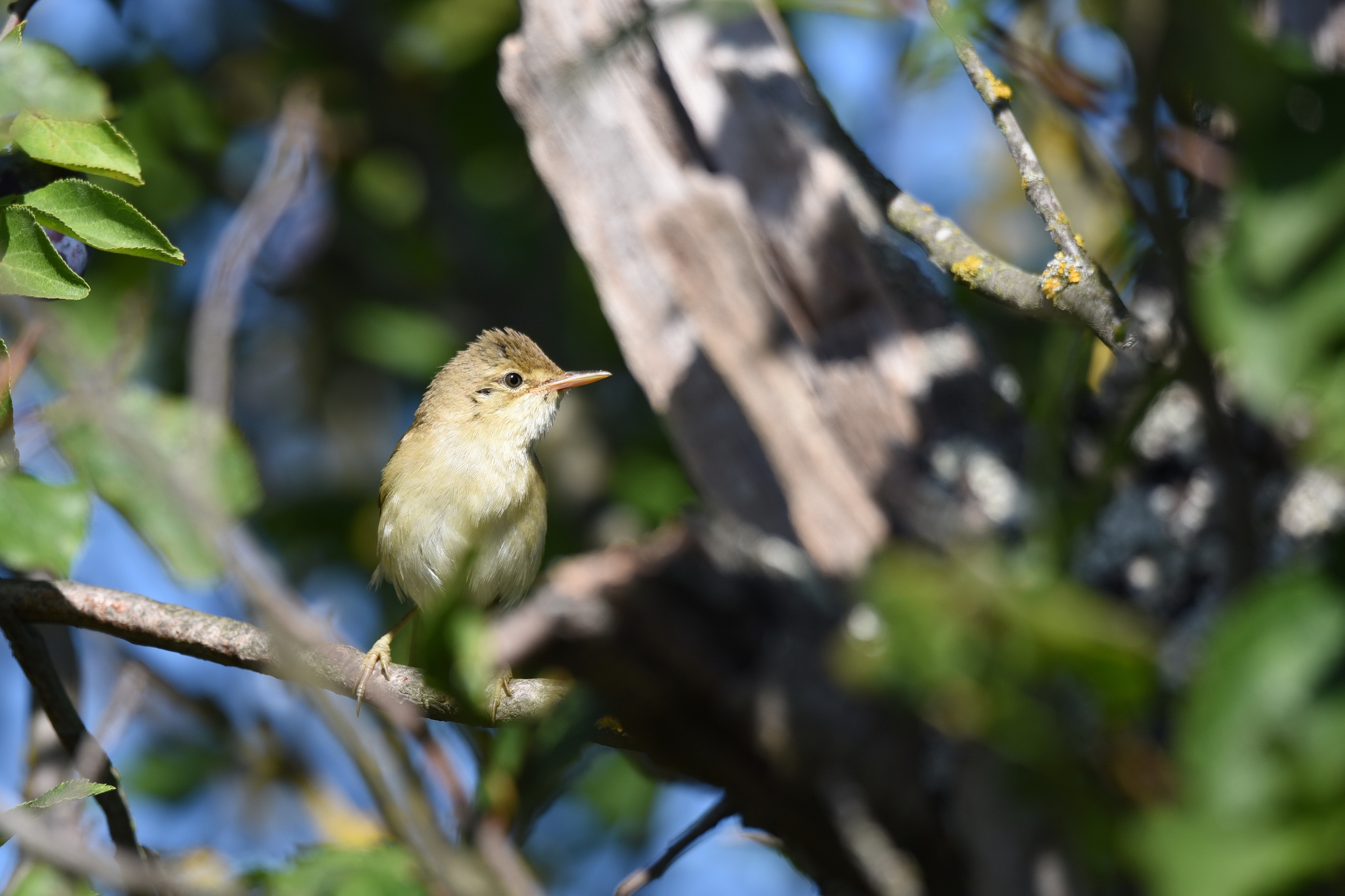 Marsh Warbler