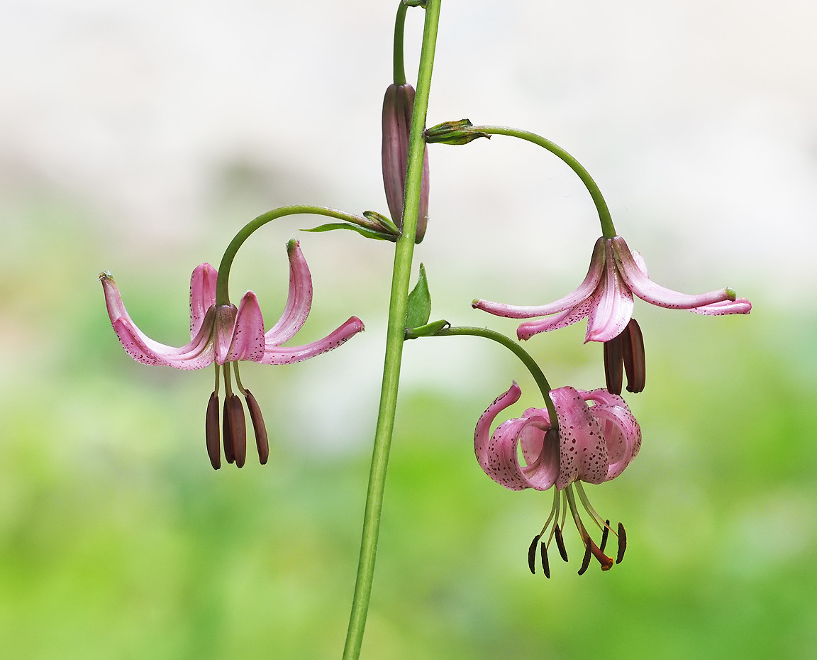 Martagon Lily