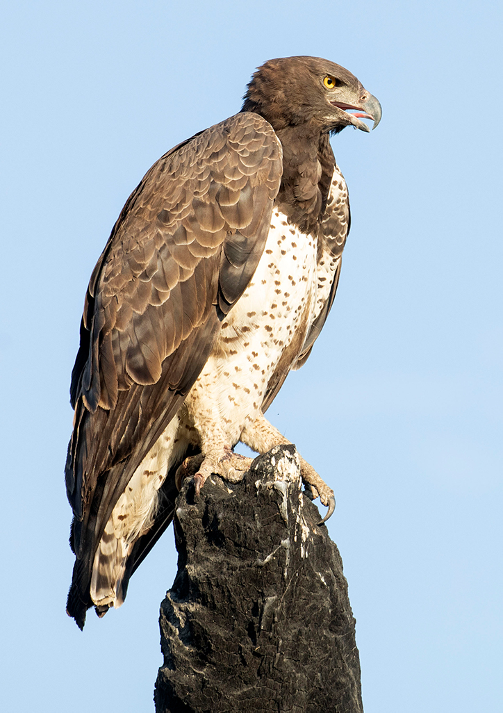 Martial eagle