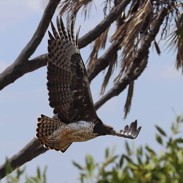 Martial Eagle