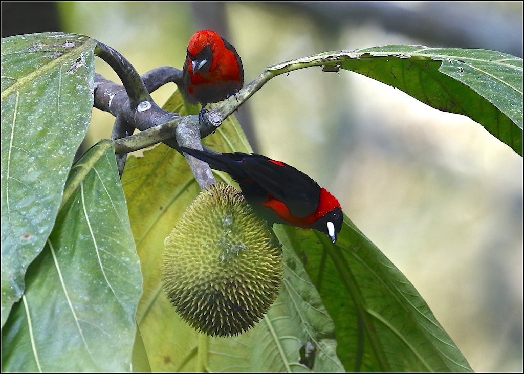 Masked Crimson Tanager