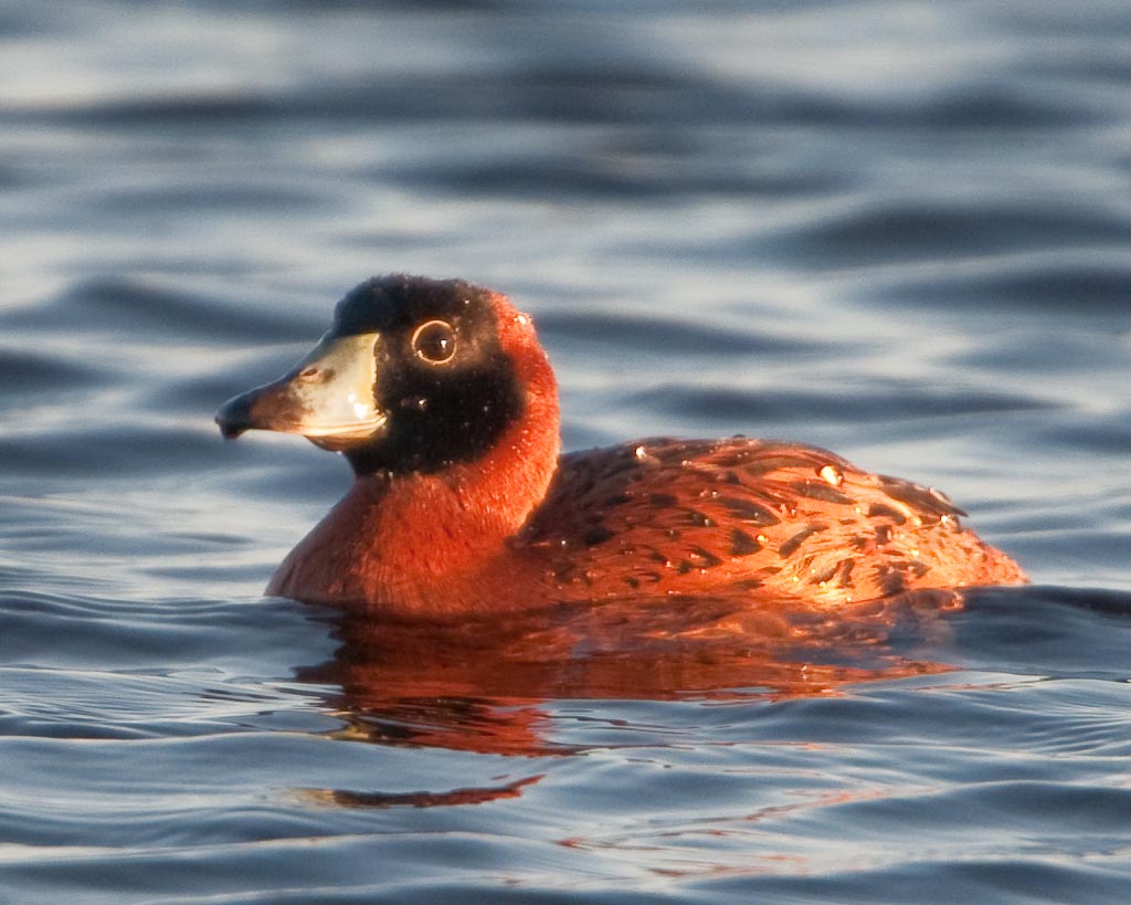 Masked Duck (Male)