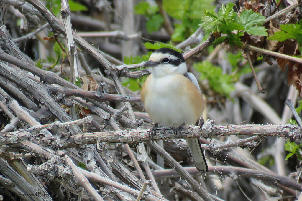 Masked Shrike