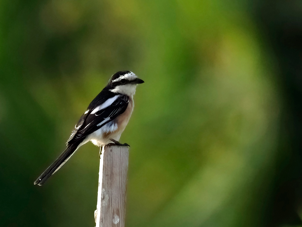 Masked shrike