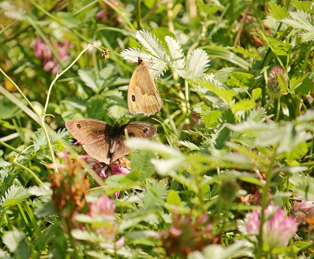 Meadow Browns