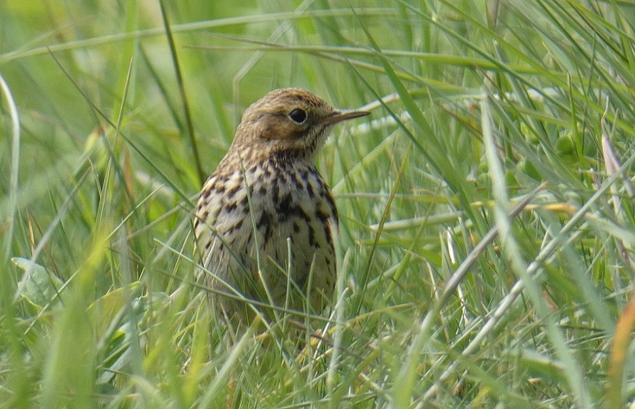 Meadow Pipit (Anthus pratensis)