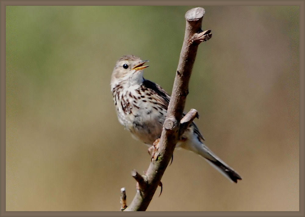Meadow Pipit in song