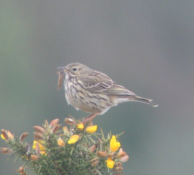 Meadow Pipit