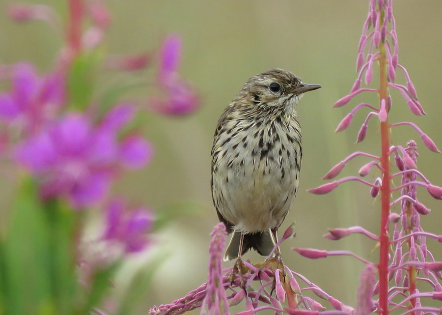 meadow pipit