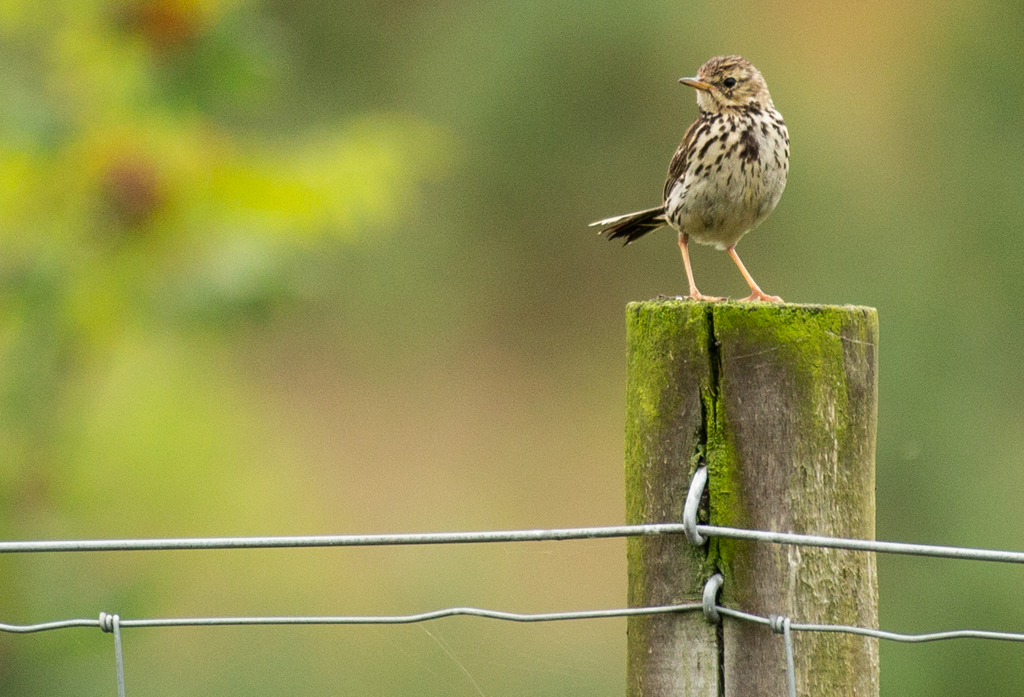 Meadow pipit