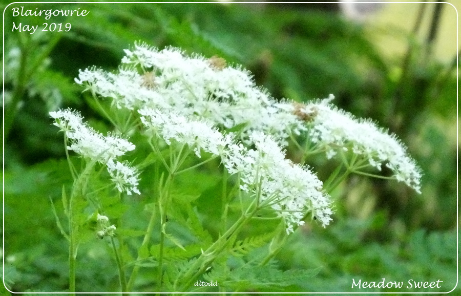 Meadow Sweet