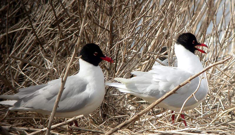 Med Gull Pair