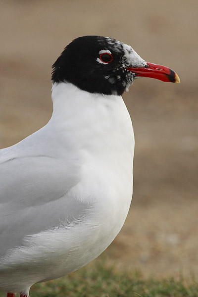 Med Gull