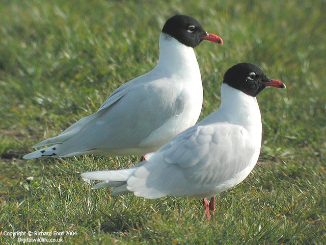 Med Gulls