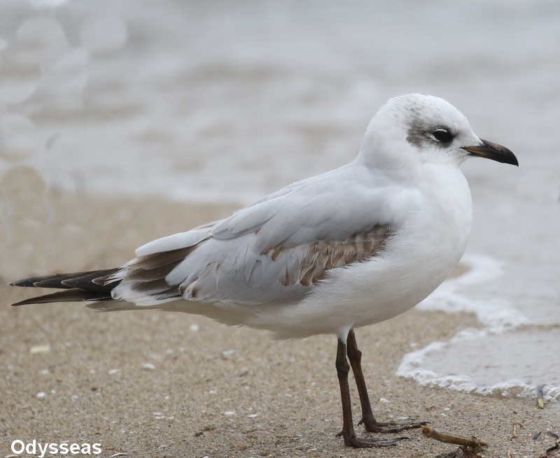 Mediterranean Gull