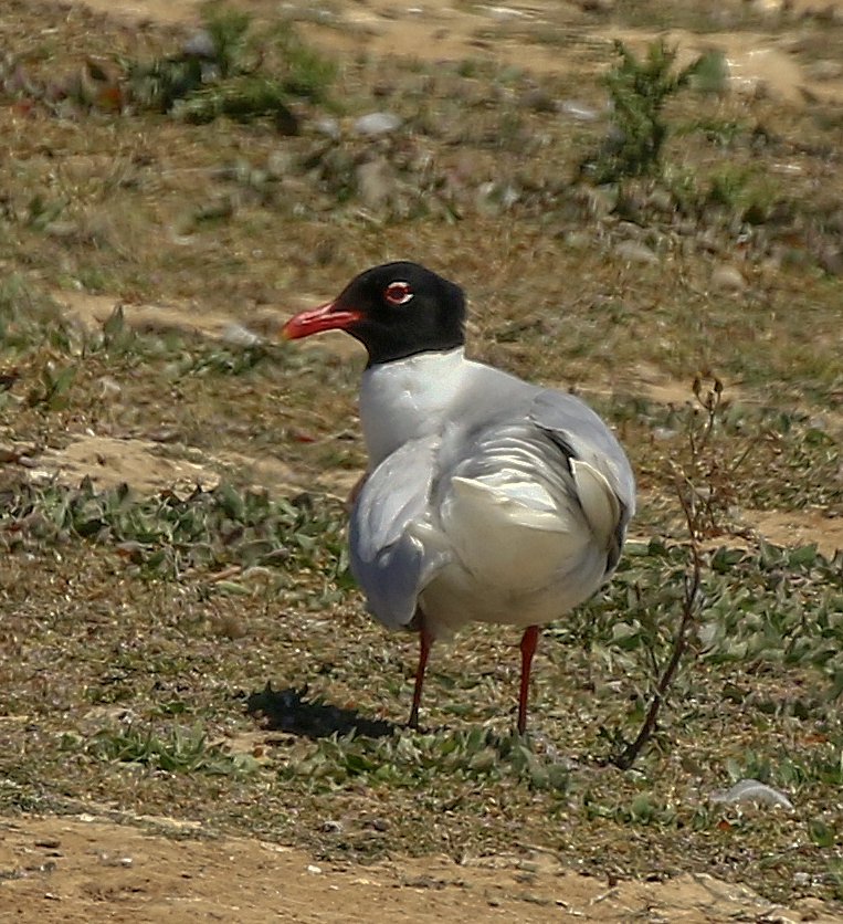 Mediterranean Gull