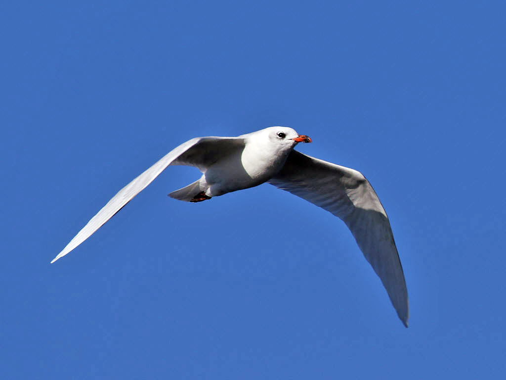 Mediterranean Gull