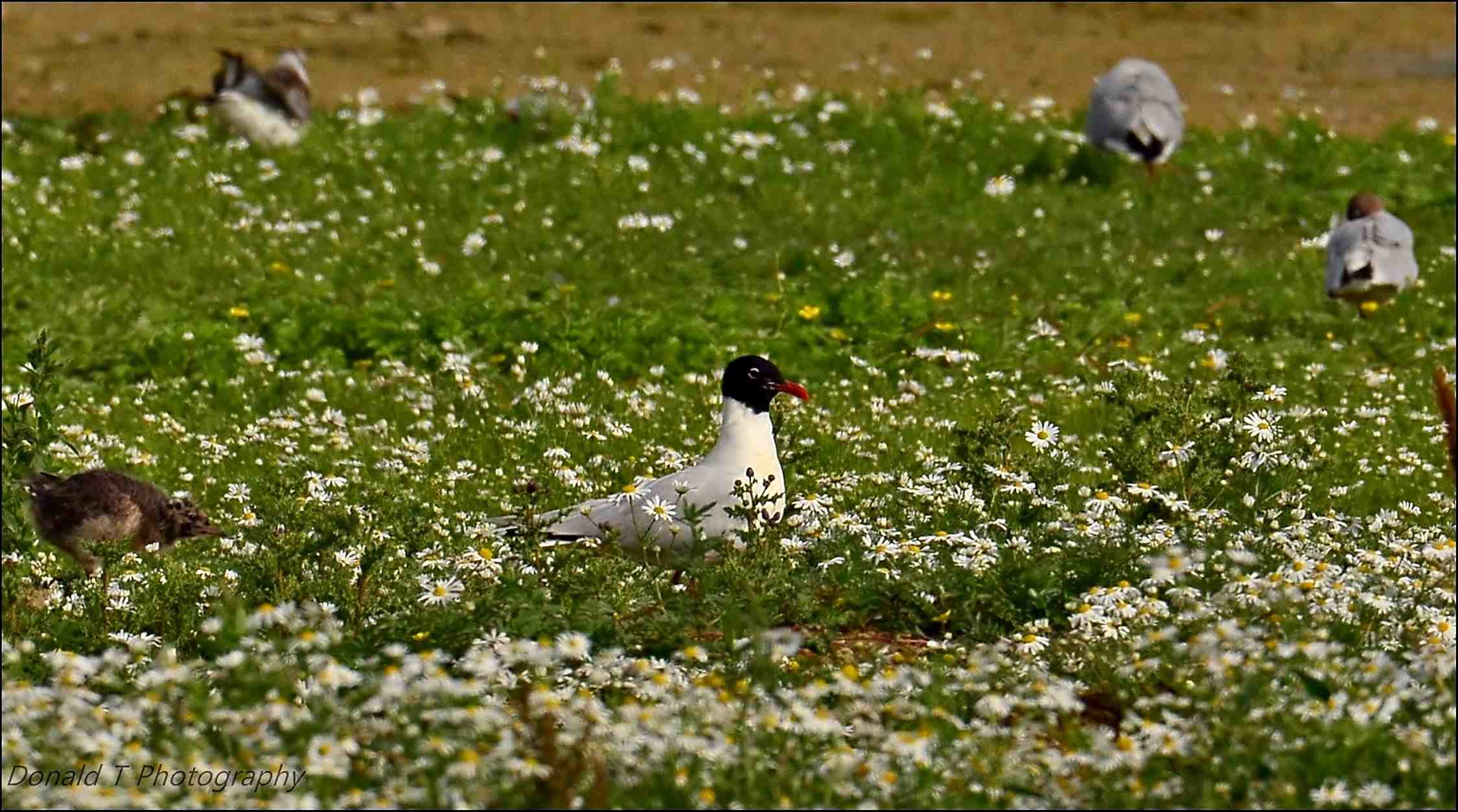 Mediterranean Gull