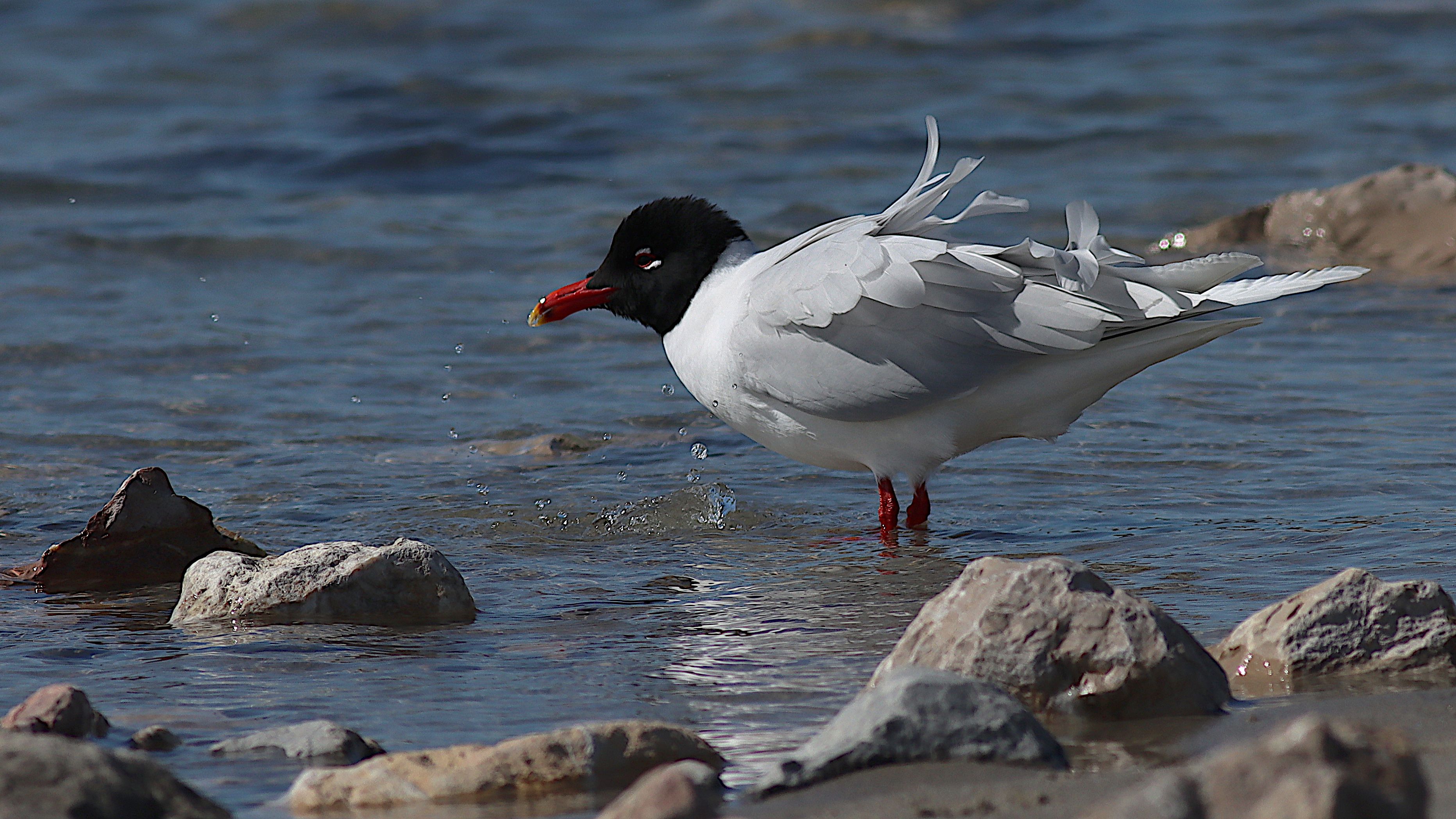 mediterranean gull