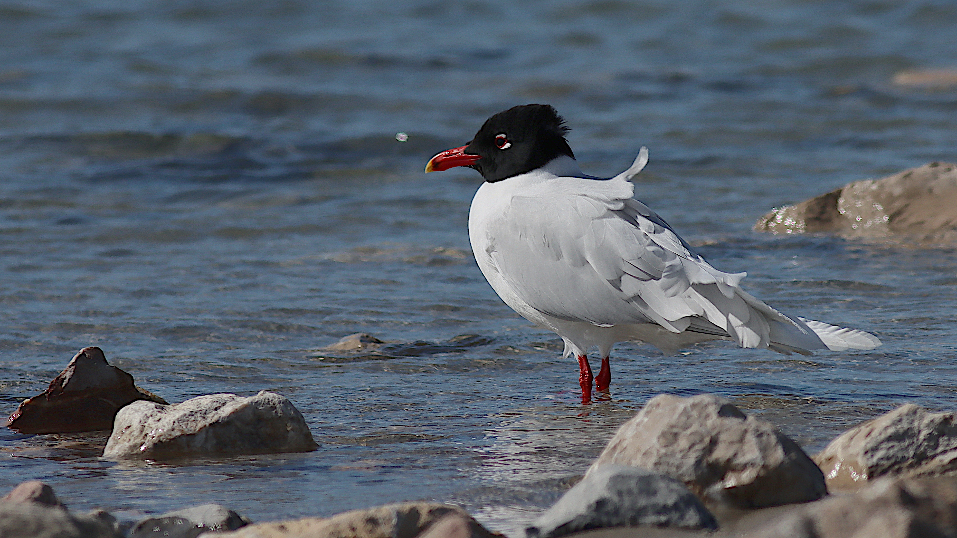 mediterranean gull