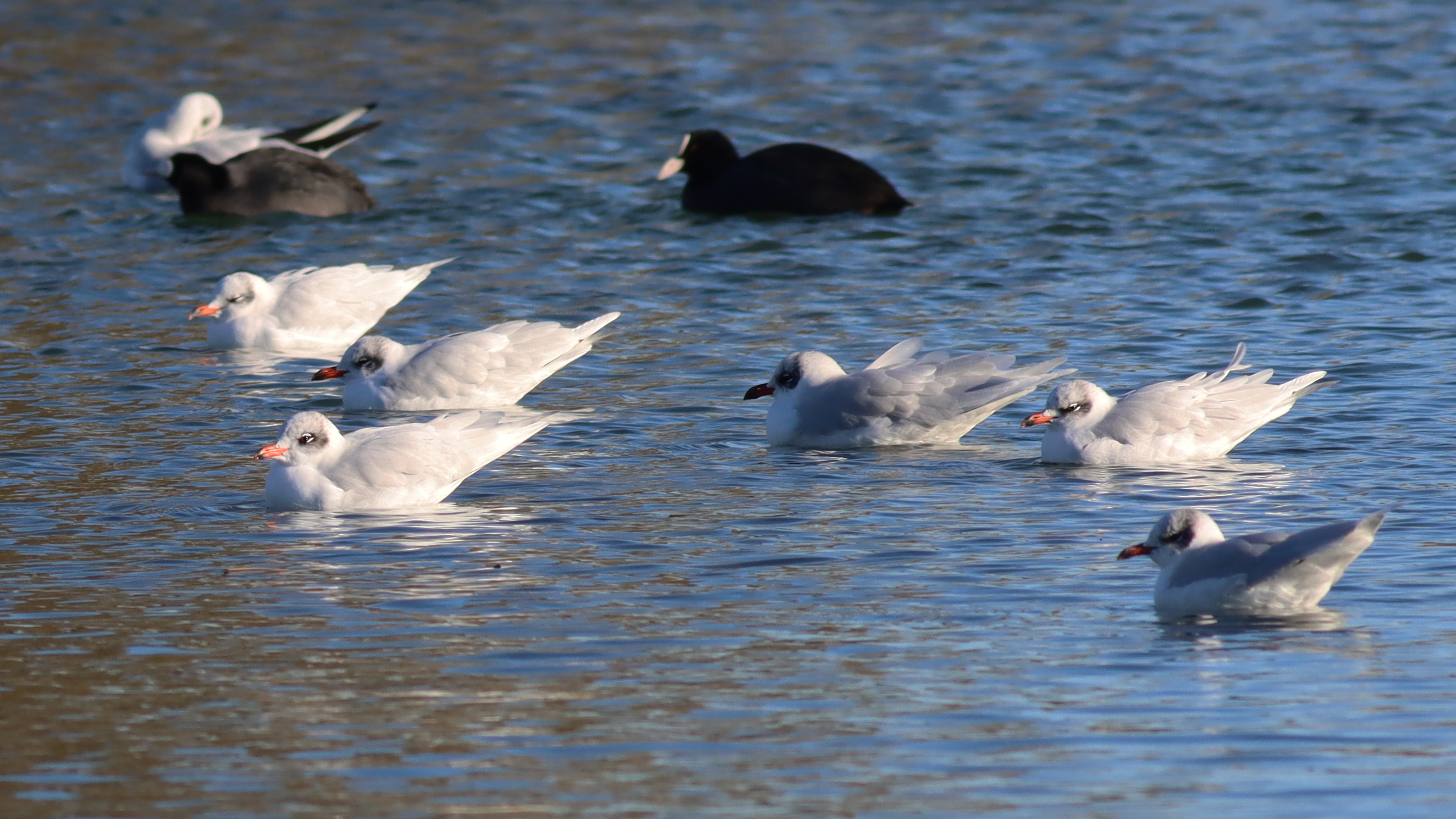 mediterranean gulls