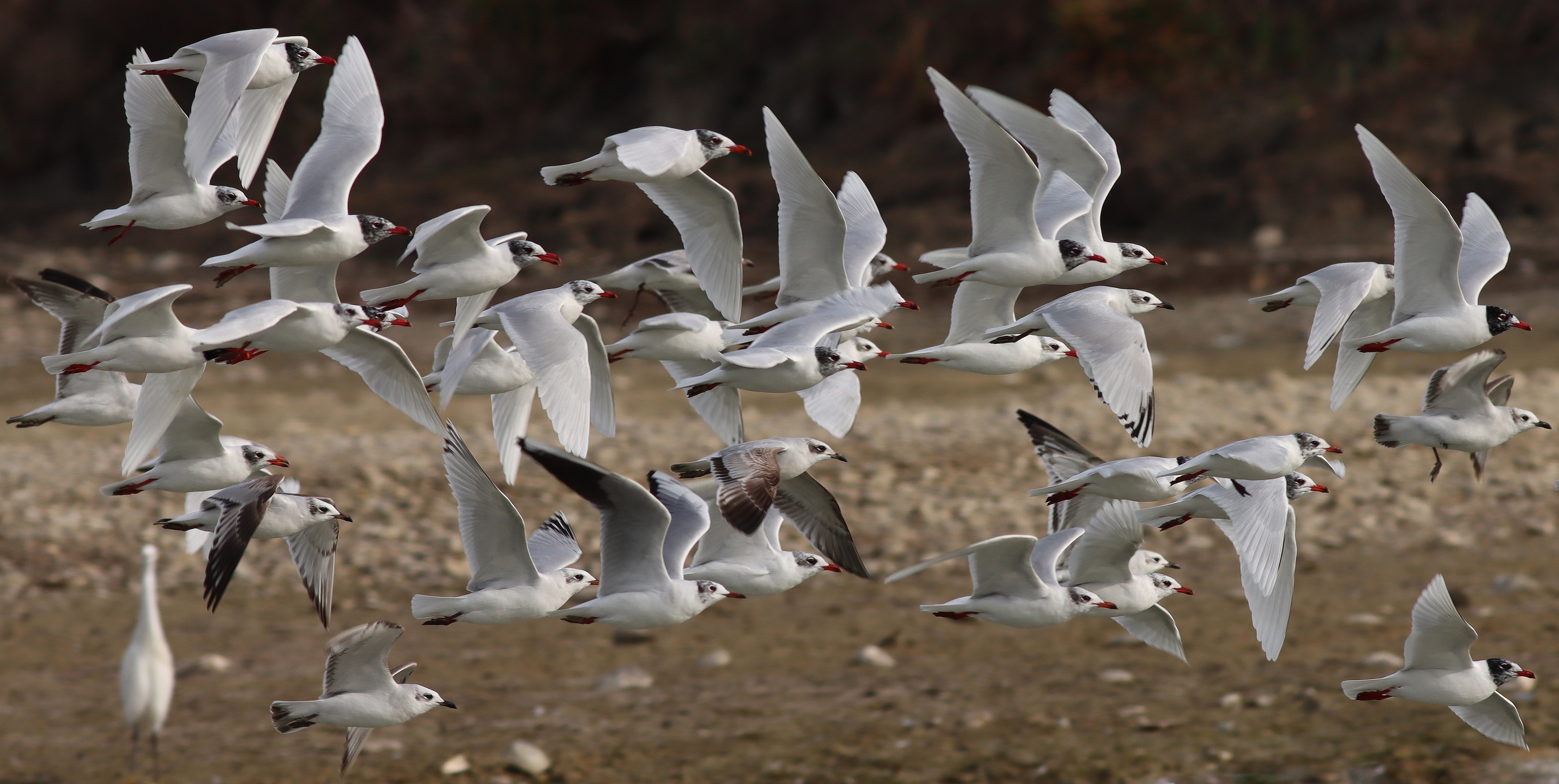 mediterranean gulls