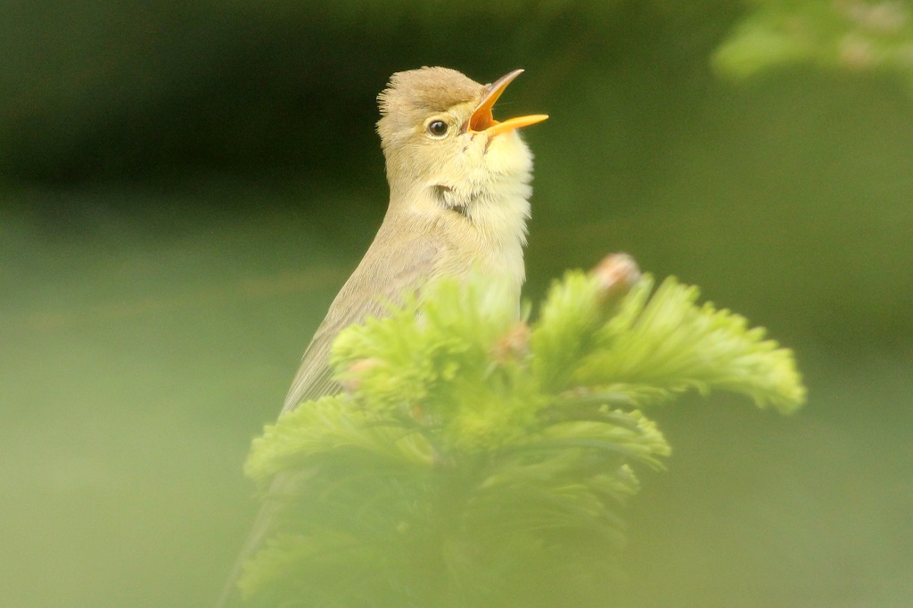 melodious warbler