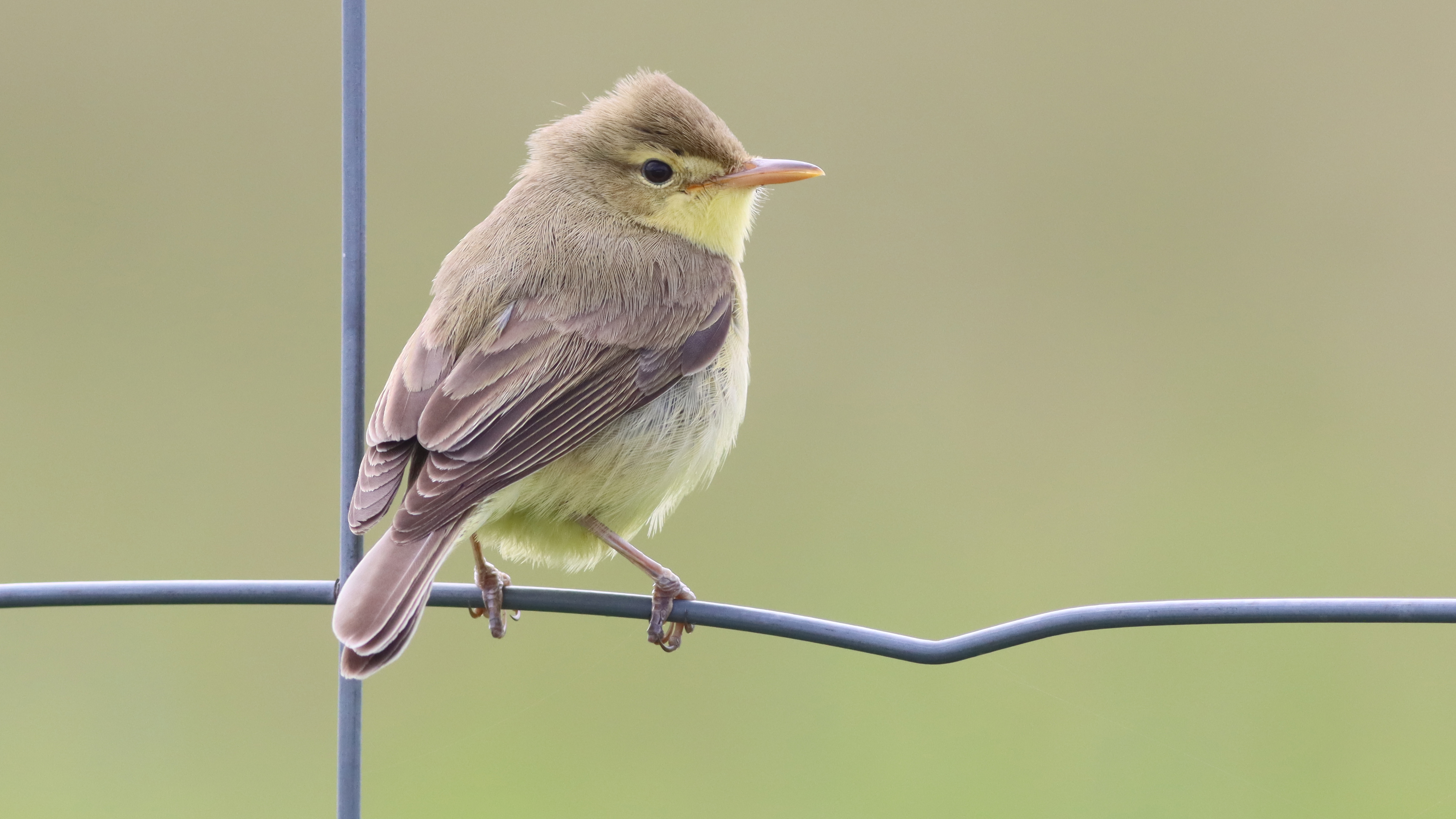 melodious warbler