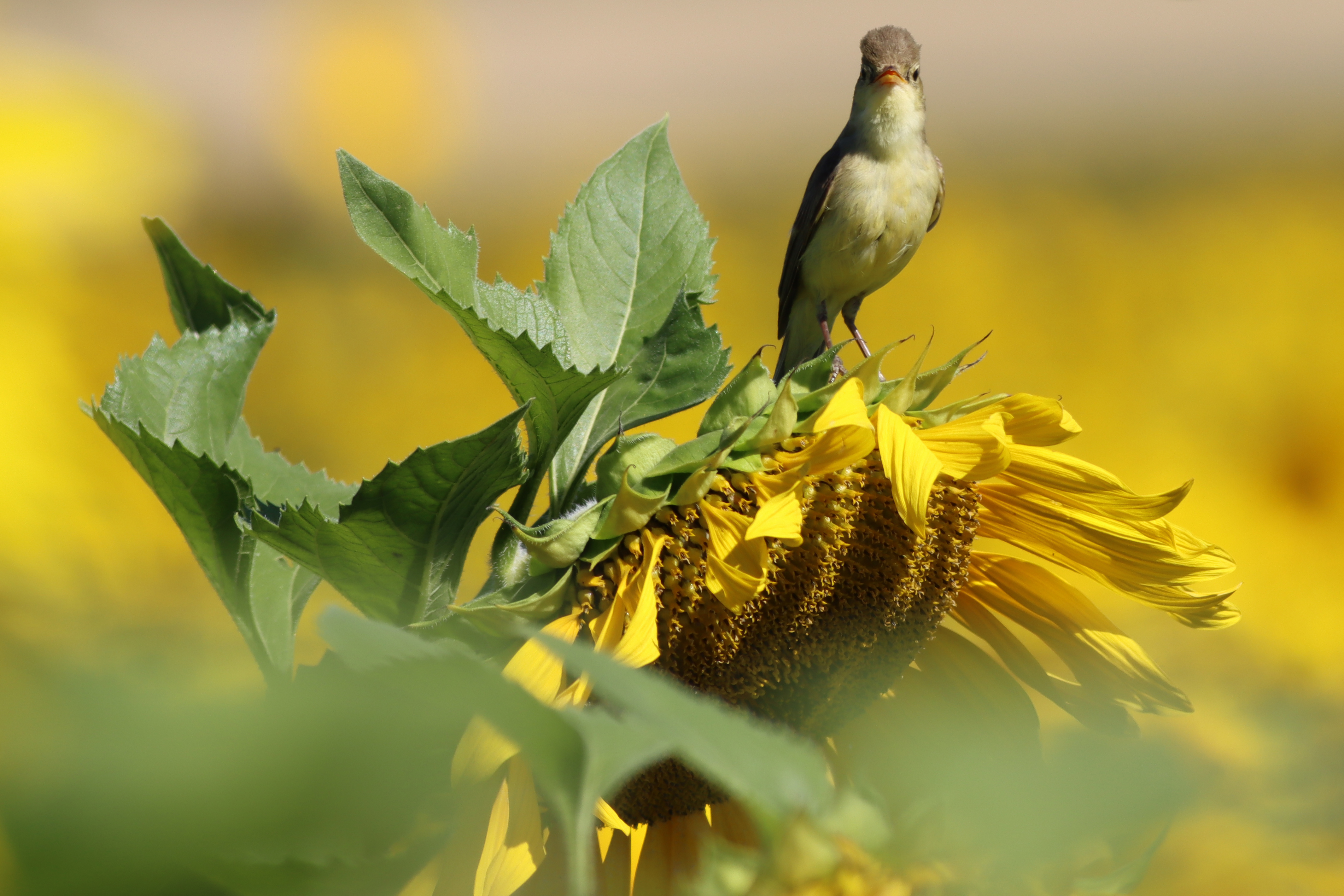 melodious warbler