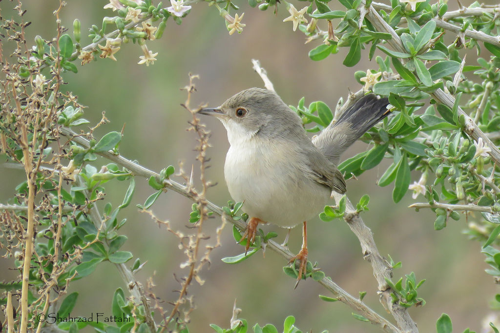 Menetries's Warbler