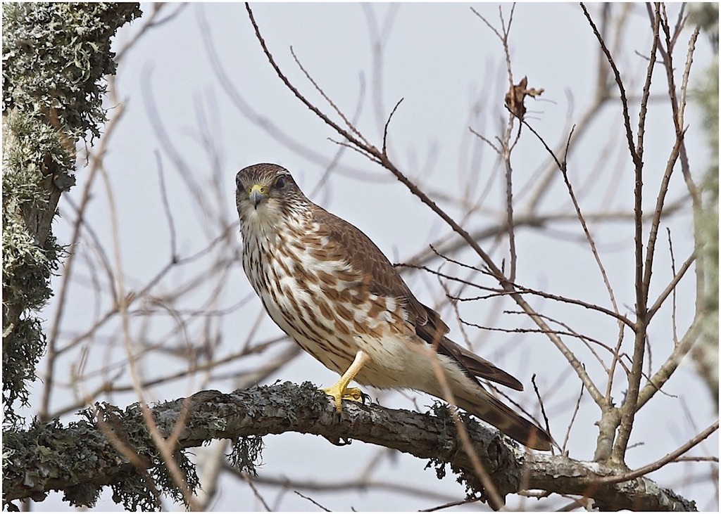 Merlin (female)