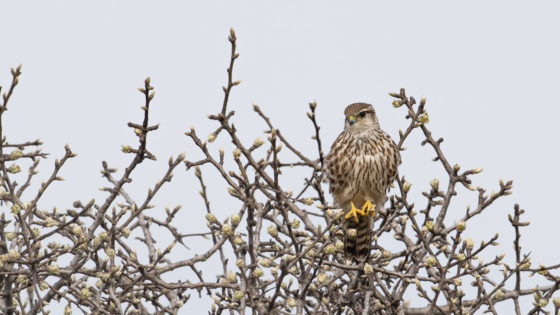 Merlin