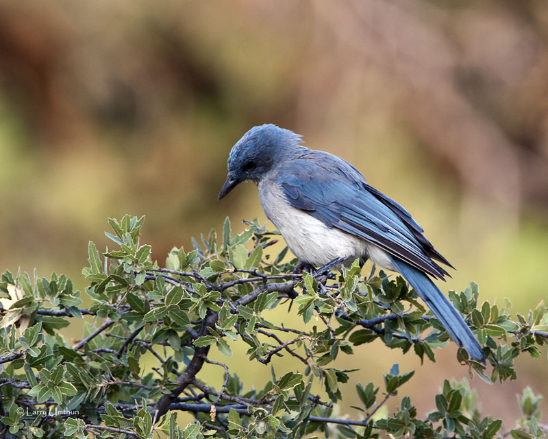 Mexican Jay