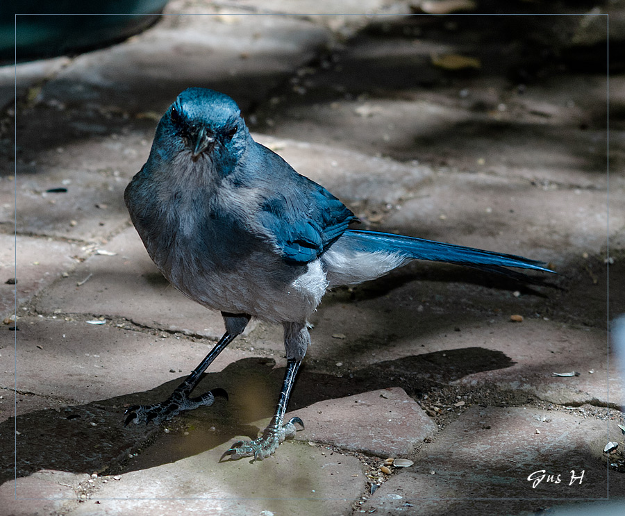 Mexican Jay