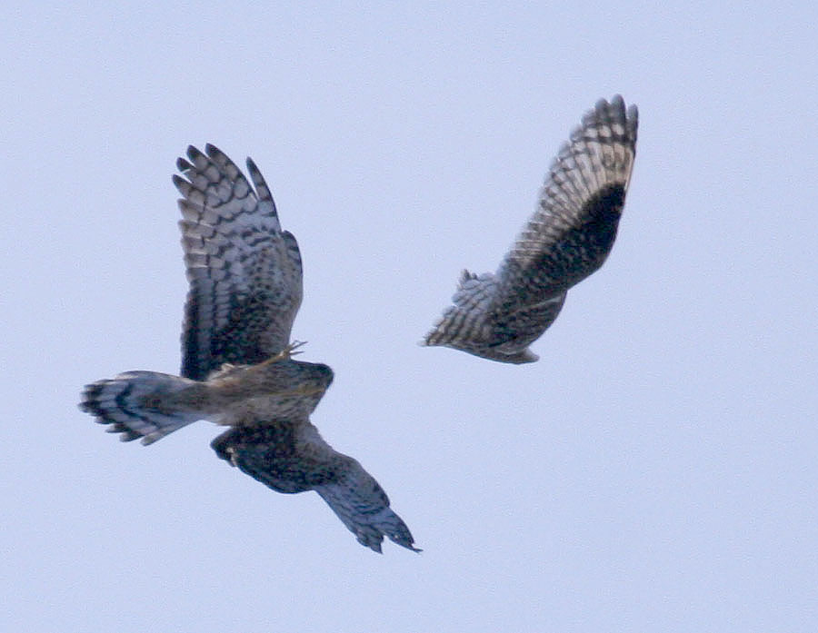 Midair collision (first pic)