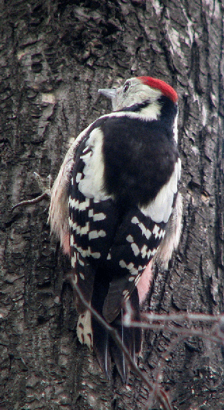 Middle Spotted Woodpecker