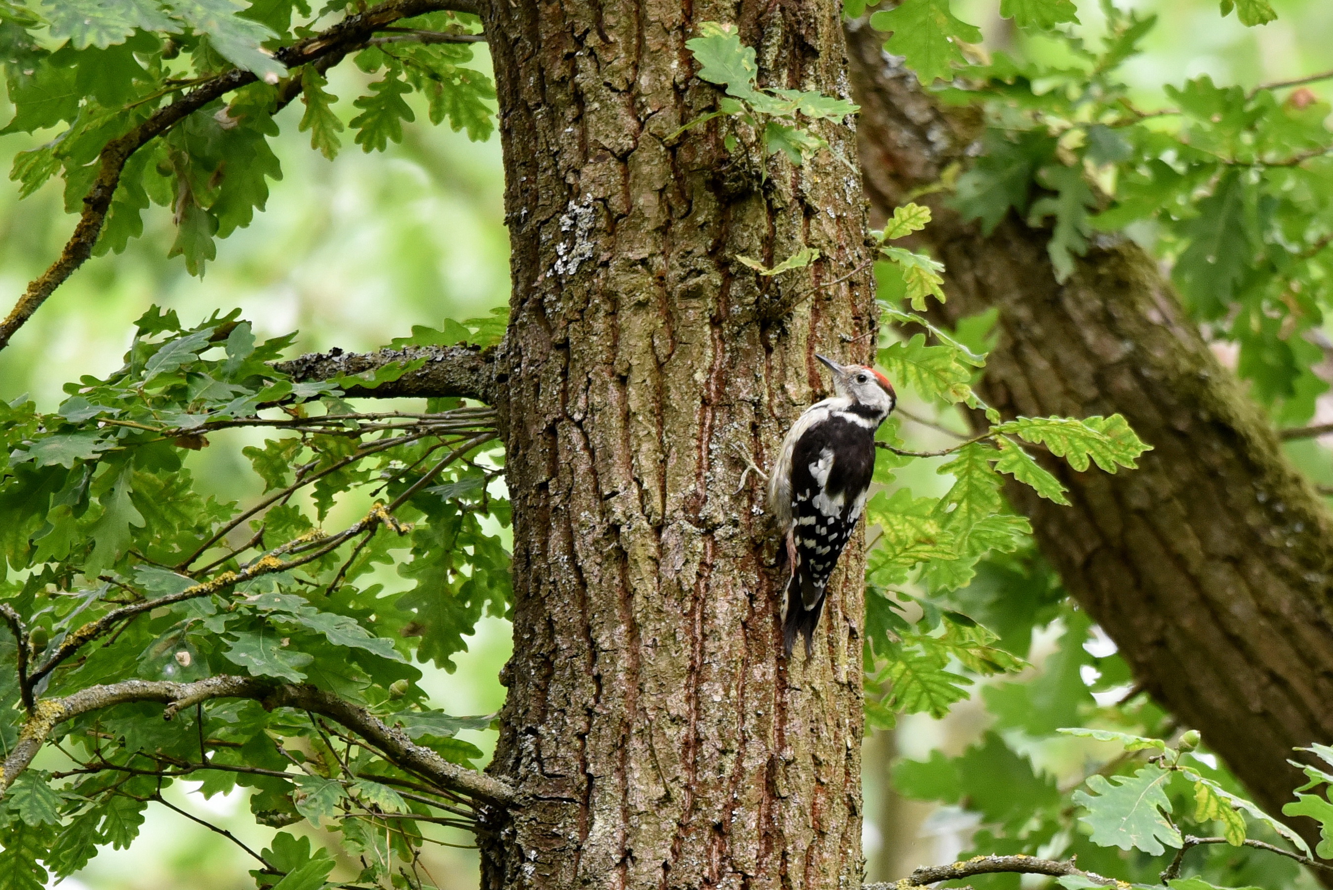 Middle Spotted Woodpecker