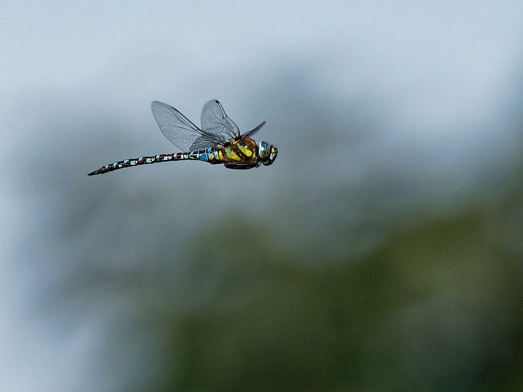 Migrant Hawker