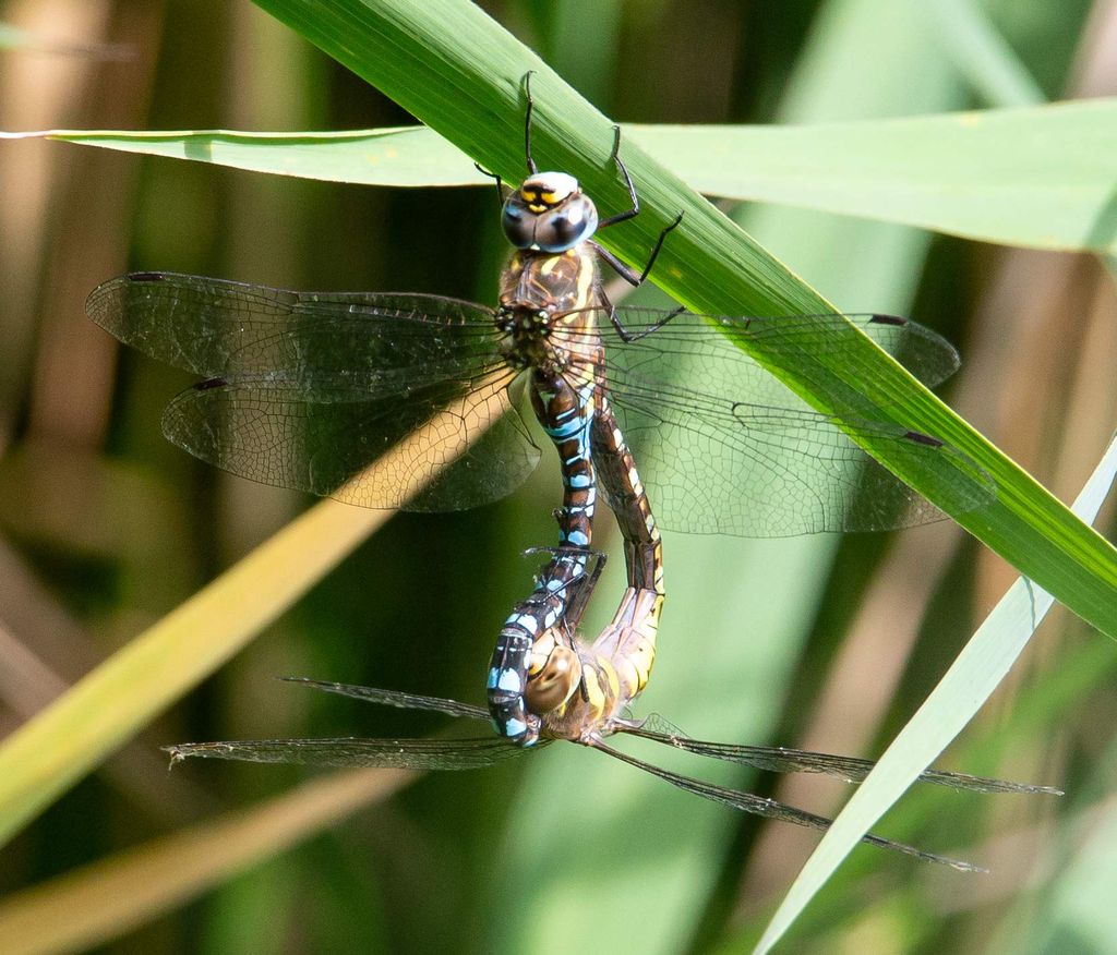 Migrant Hawkers mating