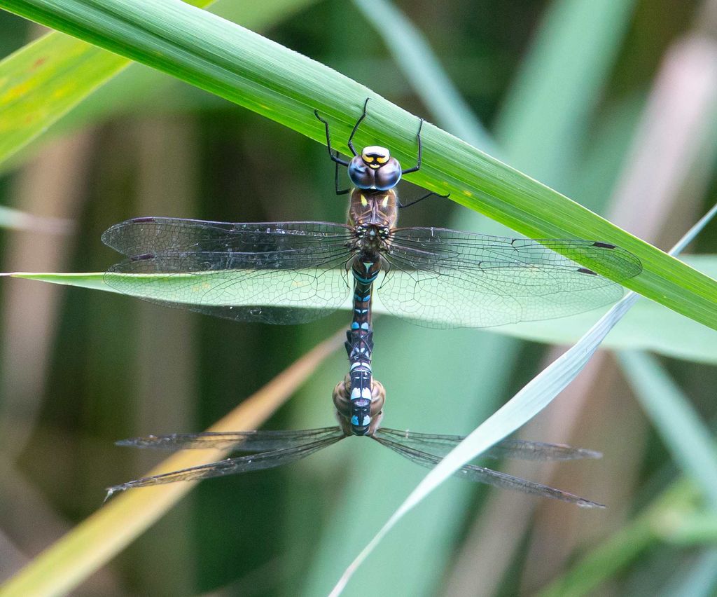 Migrant Hawkers mating