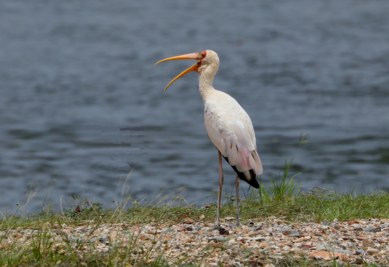 Milky Stork