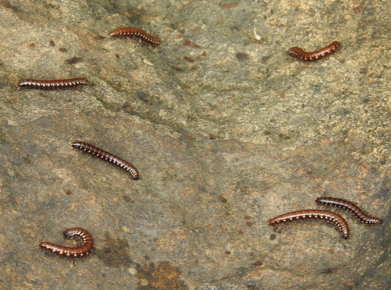 Millipedes