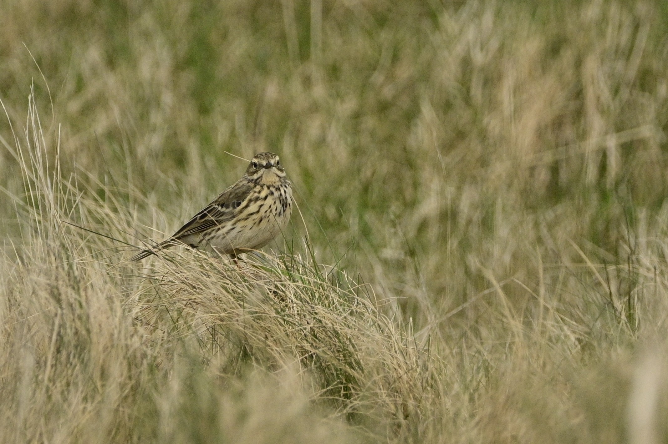 Mipit in a meadow